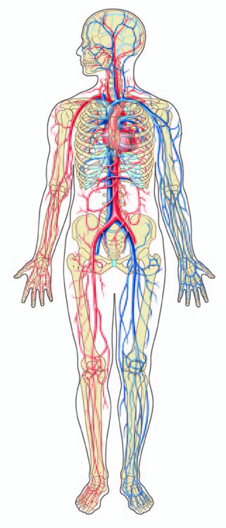 HUMAN CIRCULATORY SYSTEM